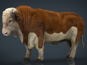 hereford bull 3D मॉडल