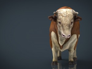 hereford bull 3D Model