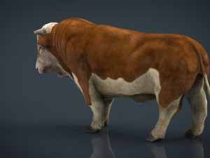 hereford bull 3D Model