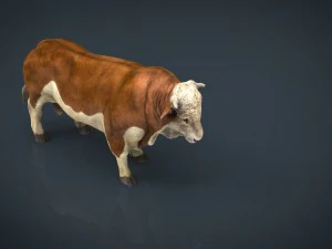byk Hereford Model 3D