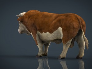 hereford bull 3D Model