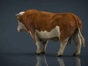 byk Hereford Model 3D
