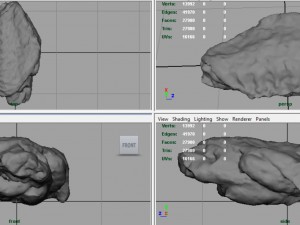 chiken wing 2 3D Model