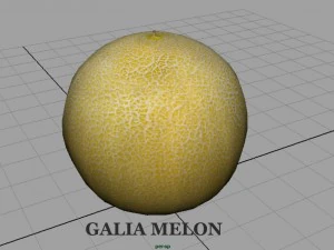 galia melon 3D Model