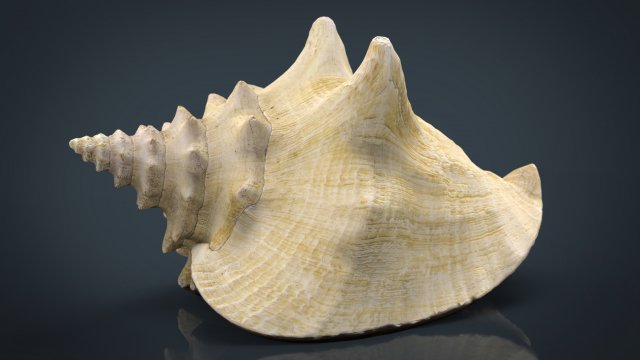 sea shell Model 3D .c4d .max .obj .3ds .fbx .stl .blend 