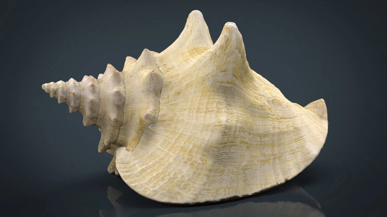 sea shell 3D Model .c4d .max .obj .3ds .fbx .stl .blend 