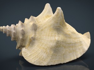 sea shell 3D Model