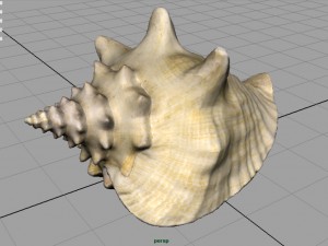 sea shell Model 3D
