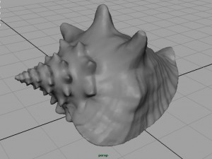 sea shell Model 3D