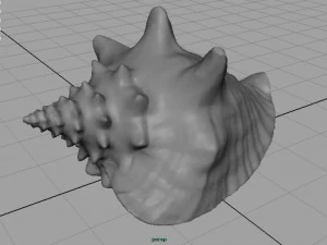 sea shell 3D Model