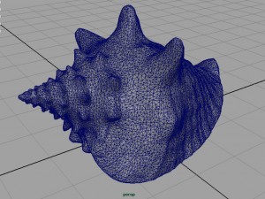 sea shell Model 3D