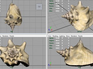 sea shell Model 3D