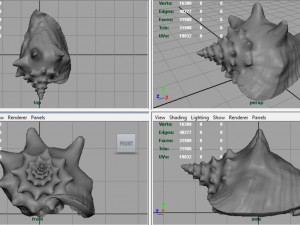 sea shell Model 3D