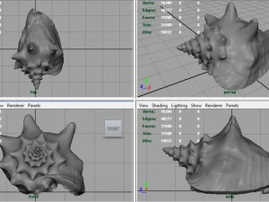 sea shell 3D Model
