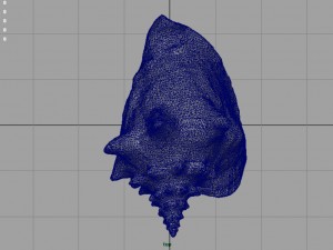 sea shell Model 3D