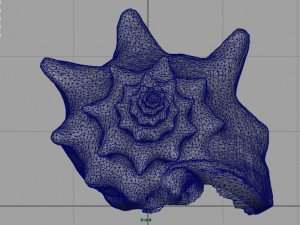sea shell Model 3D