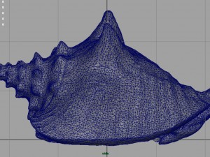 sea shell Model 3D