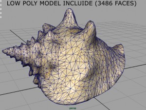 sea shell Model 3D