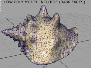 sea shell 3D Model