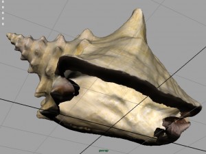 sea shell Model 3D