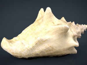 sea shell Model 3D