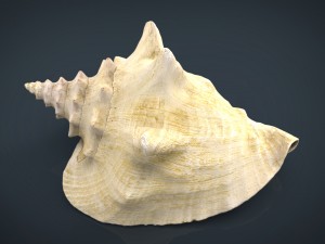 sea shell Model 3D