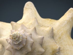 sea shell Model 3D