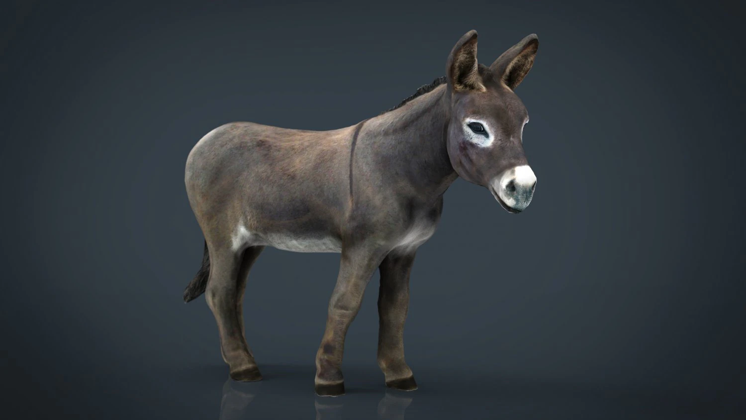 ロバ 3Dモデル .c4d .max .obj .3ds .fbx .stl .blend 