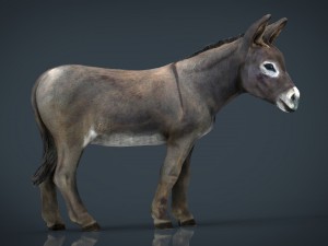 donkey 3D मॉडल