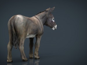 donkey 3D मॉडल