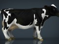 milk cow Model 3D