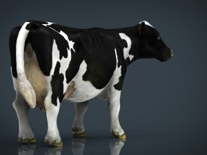 milk cow 3D Модель