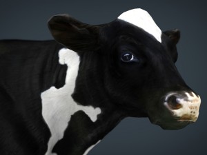 milk cow 3D Модель