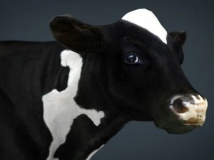 vaca lechera Modelo 3D