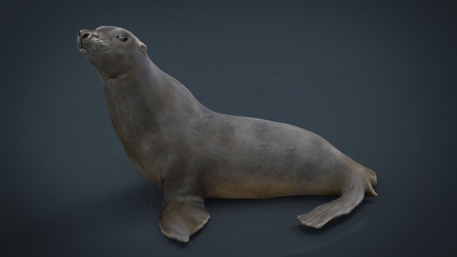 seal 3D Модель .c4d .max .obj .3ds .fbx .stl .blend 