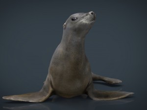 seal 3D Модель