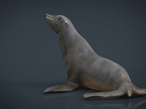 seal 3D Модель