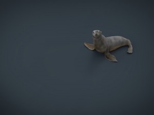 seal 3D Модель
