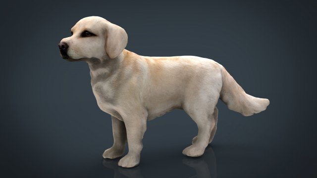 labrador retriever Model 3D .c4d .max .obj .3ds .fbx .stl .blend 