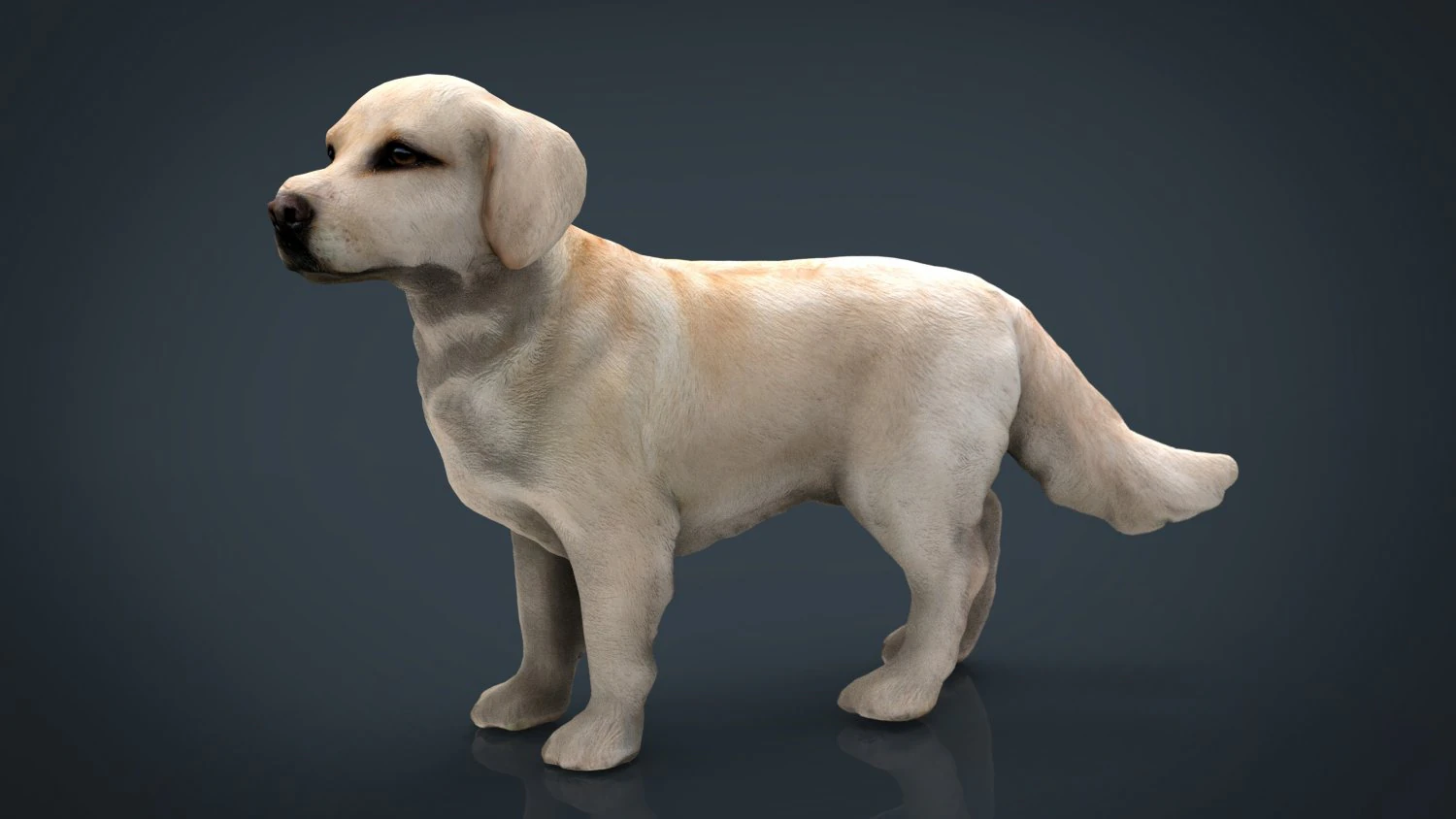 labrador retriever 3D Model .c4d .max .obj .3ds .fbx .stl .blend 