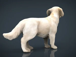 labrador retriever 3D Model