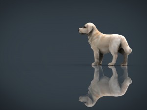 labrador retriever Model 3D