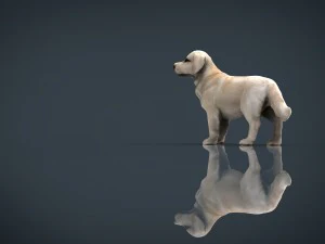 labrador retriever 3D Model