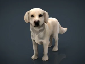 labrador retriever 3D Model