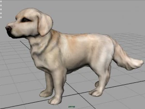 labrador retriever 3D Model