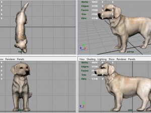 labrador retriever Model 3D
