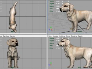labrador retriever 3D Model
