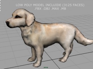 labrador retriever Model 3D