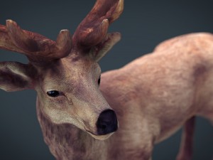 red deer Modèle 3D