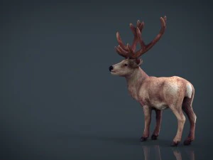 red deer 3D Model